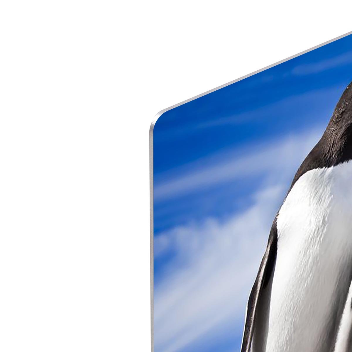 Two penguins resting HD Metal Print - Canvas Art Rocks - 4