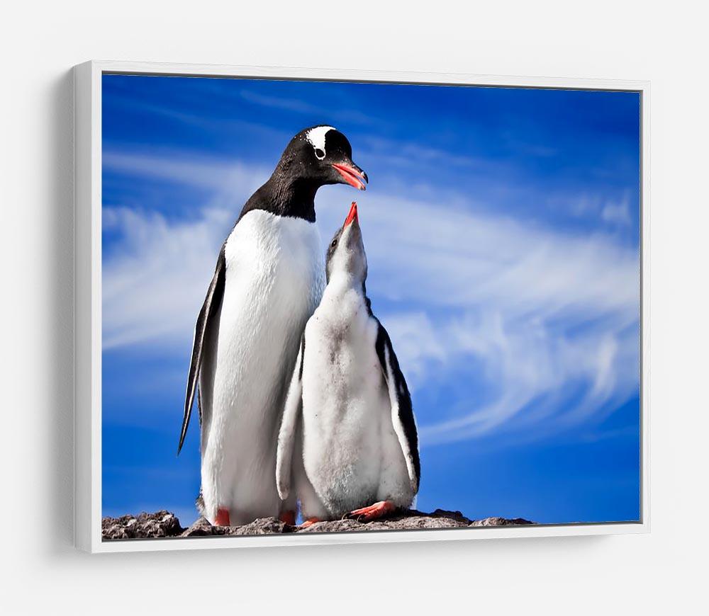 Two penguins resting HD Metal Print - Canvas Art Rocks - 7
