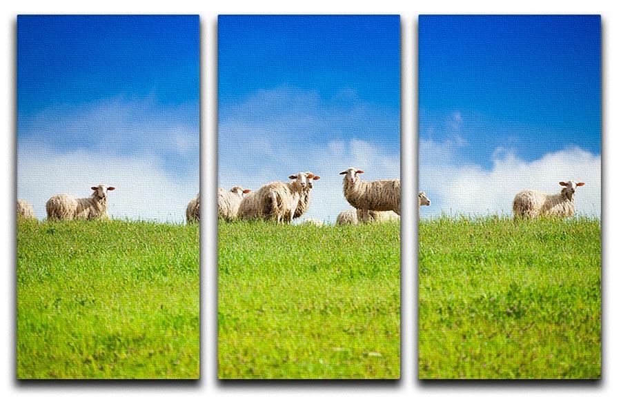 Two sheep looking at camera standing in herd 3 Split Panel Canvas Print - Canvas Art Rocks - 1