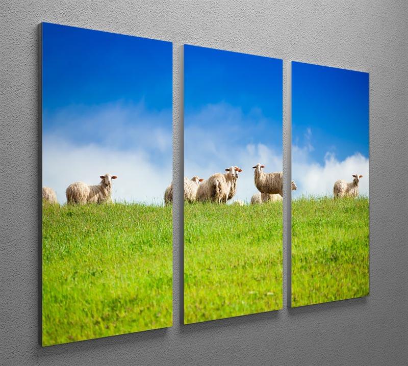 Two sheep looking at camera standing in herd 3 Split Panel Canvas Print - Canvas Art Rocks - 2