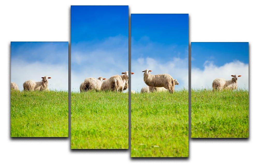 Two sheep looking at camera standing in herd 4 Split Panel Canvas - Canvas Art Rocks - 1
