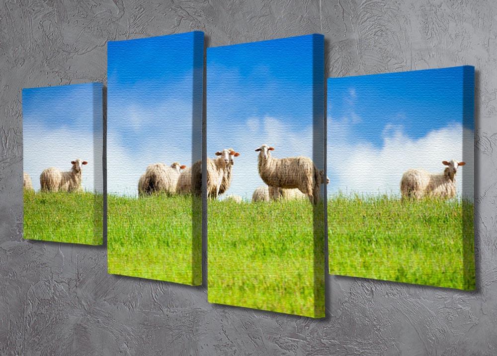 Two sheep looking at camera standing in herd 4 Split Panel Canvas - Canvas Art Rocks - 2