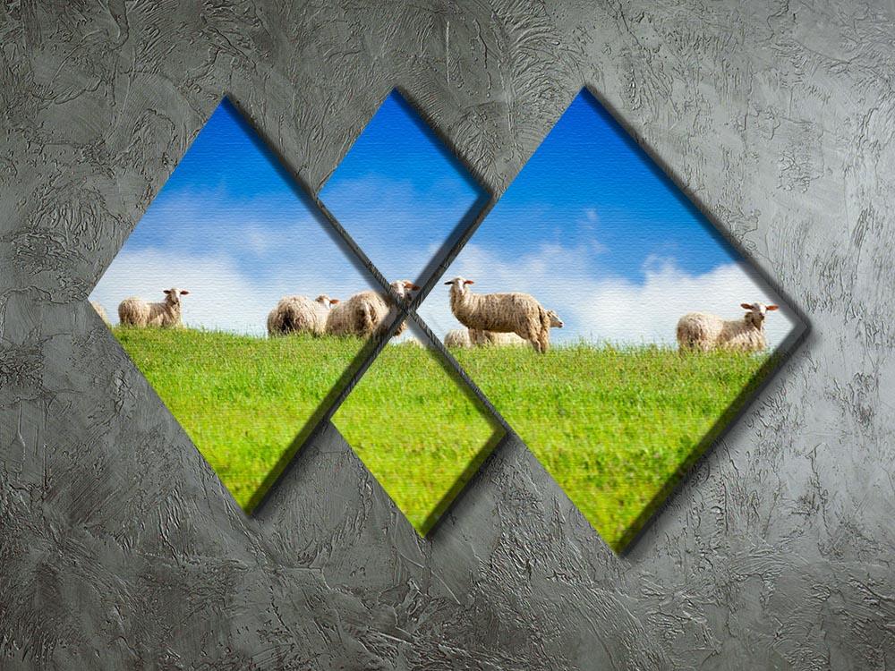 Two sheep looking at camera standing in herd 4 Square Multi Panel Canvas - Canvas Art Rocks - 2