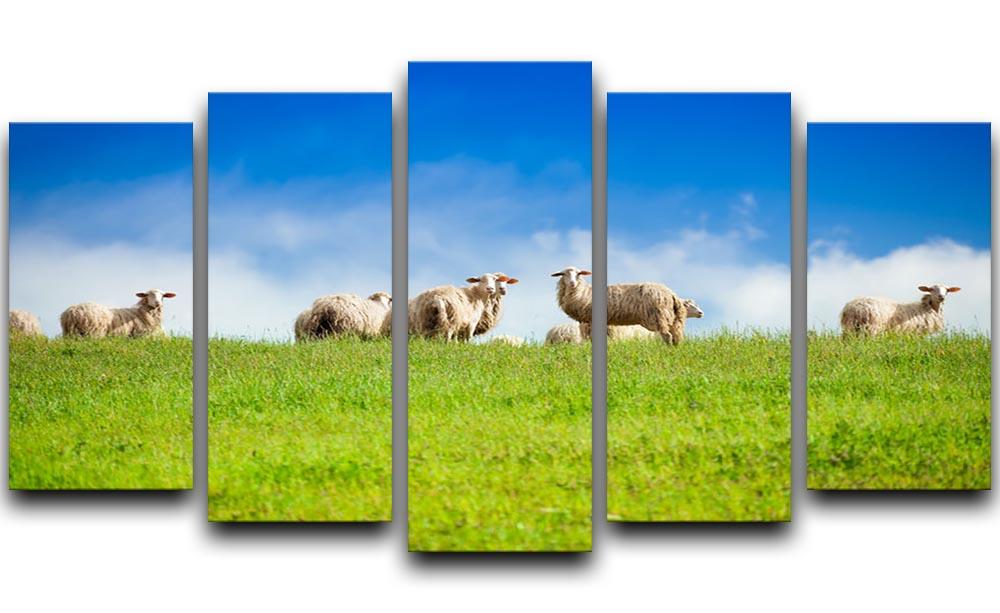 Two sheep looking at camera standing in herd 5 Split Panel Canvas - Canvas Art Rocks - 1