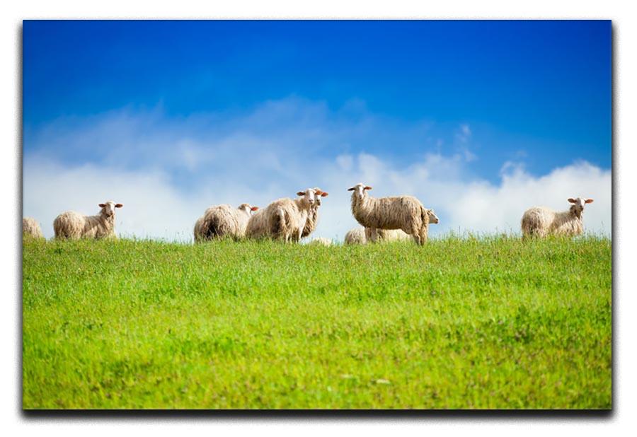 Two sheep looking at camera standing in herd Canvas Print or Poster - Canvas Art Rocks - 1