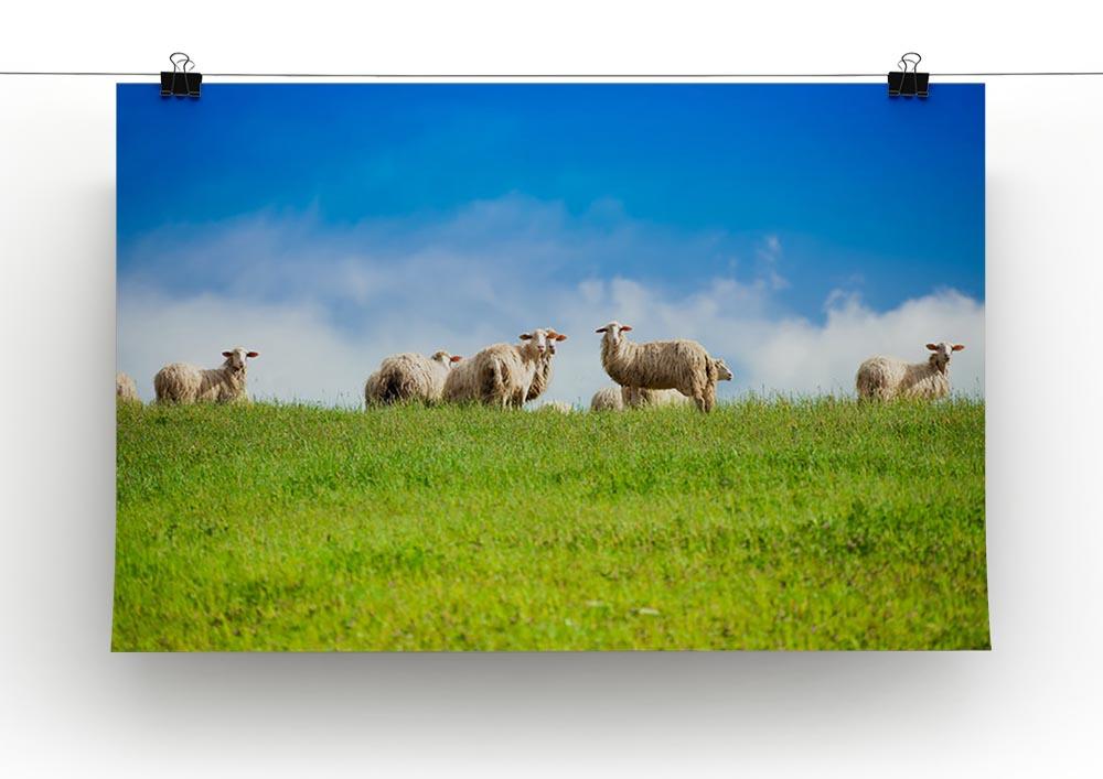 Two sheep looking at camera standing in herd Canvas Print or Poster - Canvas Art Rocks - 2