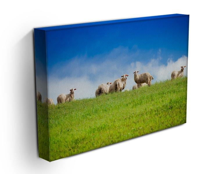 Two sheep looking at camera standing in herd Canvas Print or Poster - Canvas Art Rocks - 3