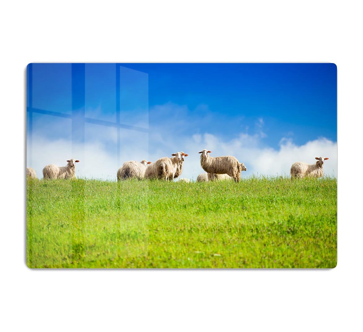 Two sheep looking at camera standing in herd HD Metal Print - Canvas Art Rocks - 1