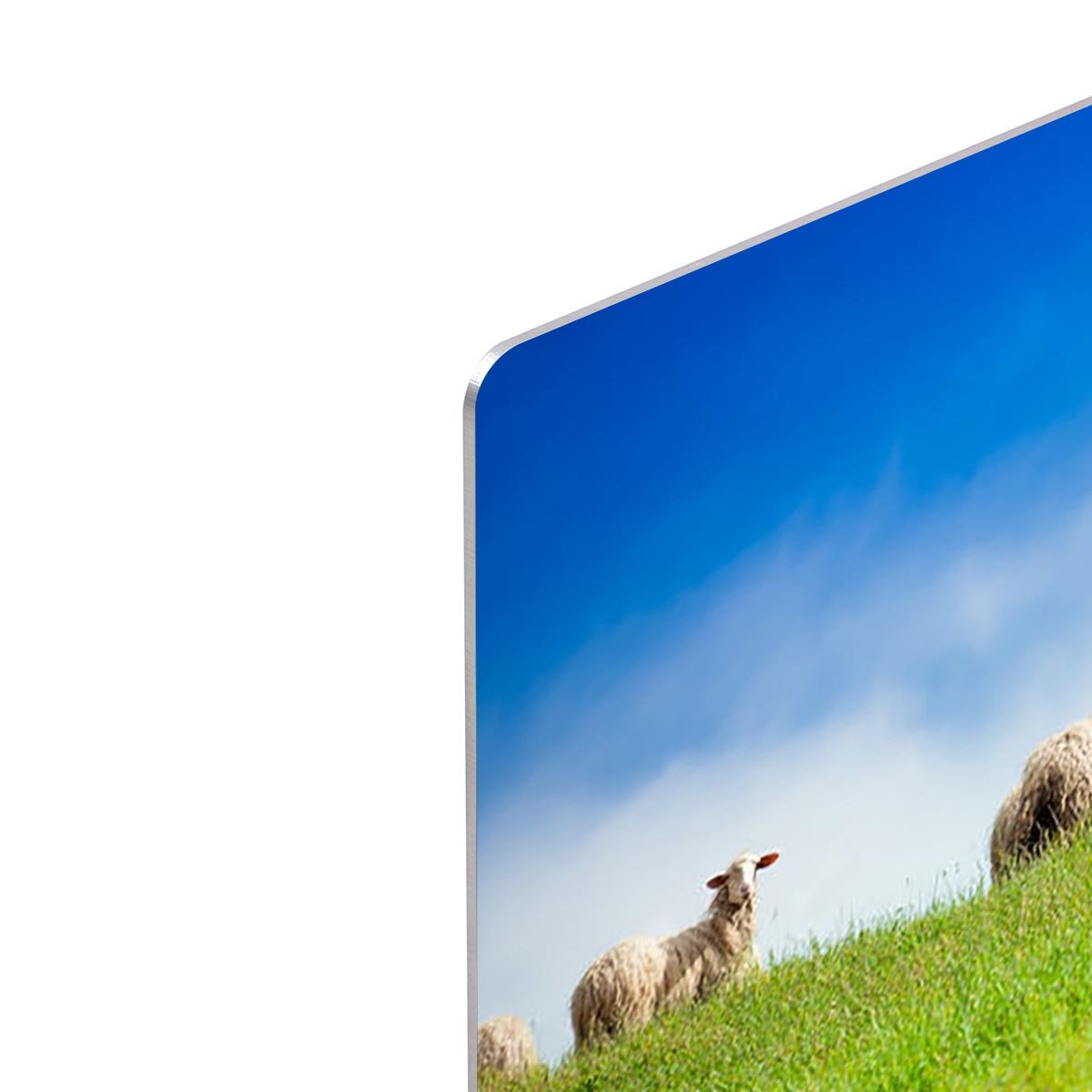 Two sheep looking at camera standing in herd HD Metal Print - Canvas Art Rocks - 4