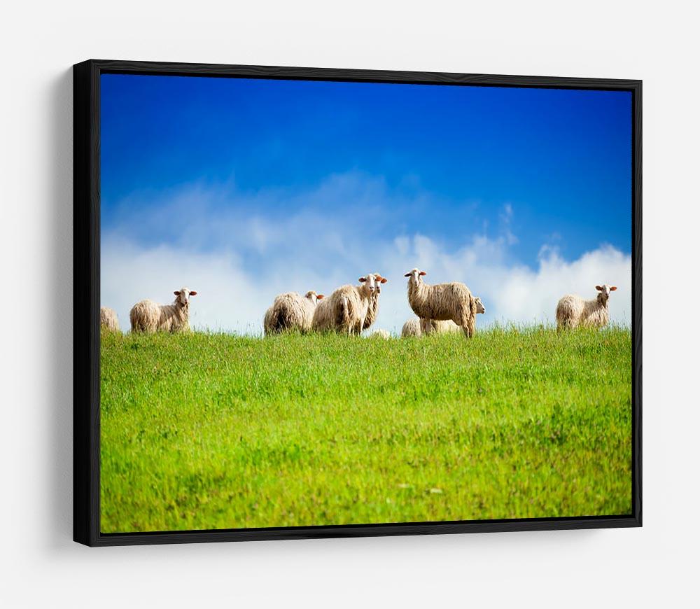 Two sheep looking at camera standing in herd HD Metal Print - Canvas Art Rocks - 6