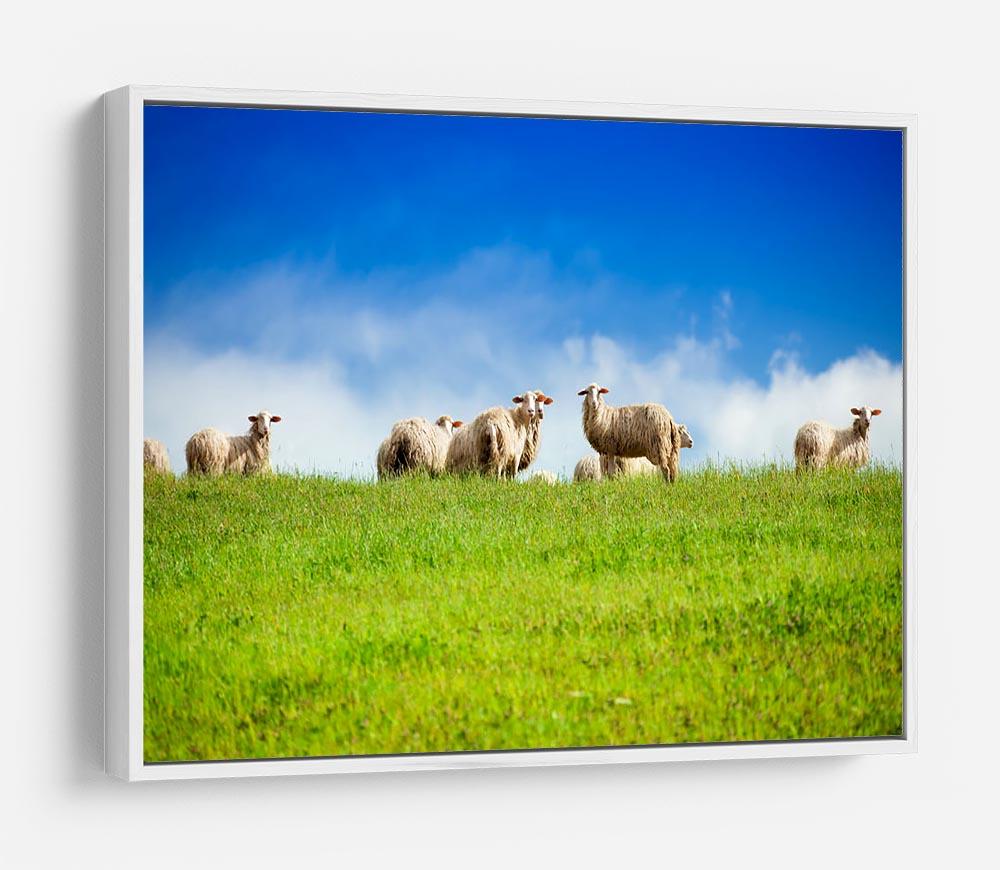 Two sheep looking at camera standing in herd HD Metal Print - Canvas Art Rocks - 7