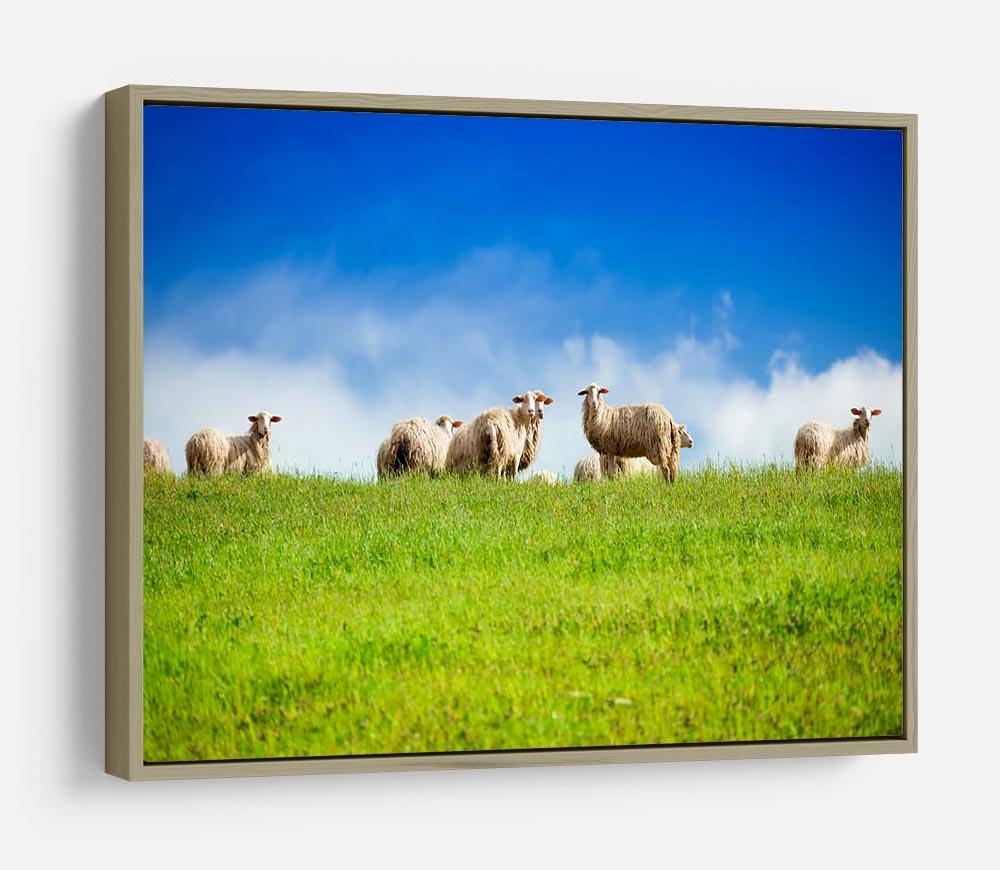 Two sheep looking at camera standing in herd HD Metal Print - Canvas Art Rocks - 8