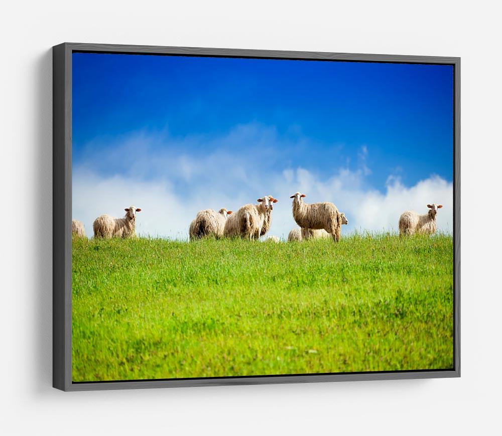 Two sheep looking at camera standing in herd HD Metal Print - Canvas Art Rocks - 9