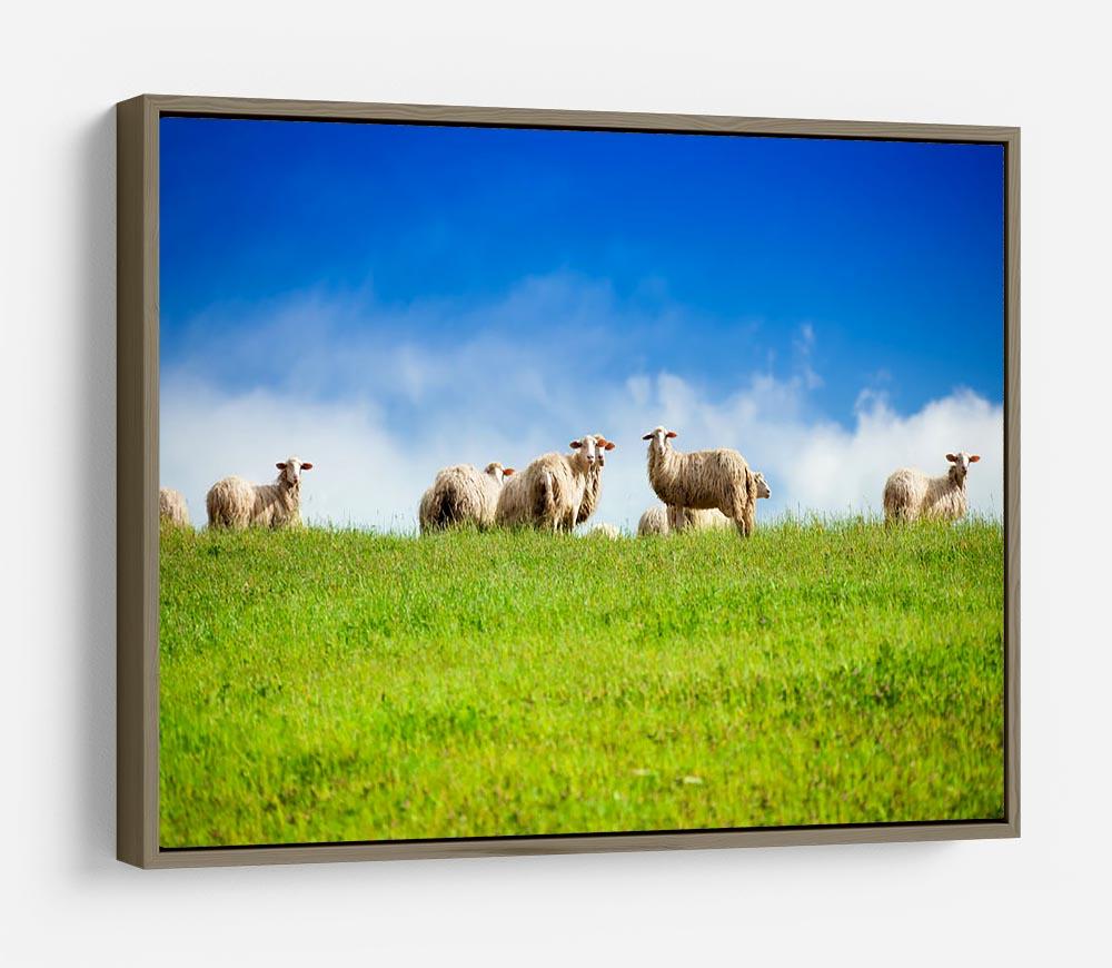 Two sheep looking at camera standing in herd HD Metal Print - Canvas Art Rocks - 10