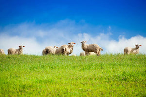 Two sheep looking at camera standing in herd Wall Mural Wallpaper - Canvas Art Rocks - 1