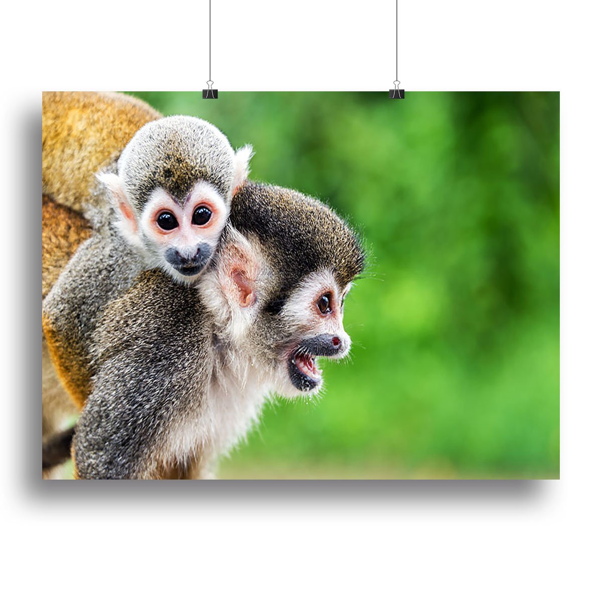 Two squirrel monkeys Canvas Print or Poster