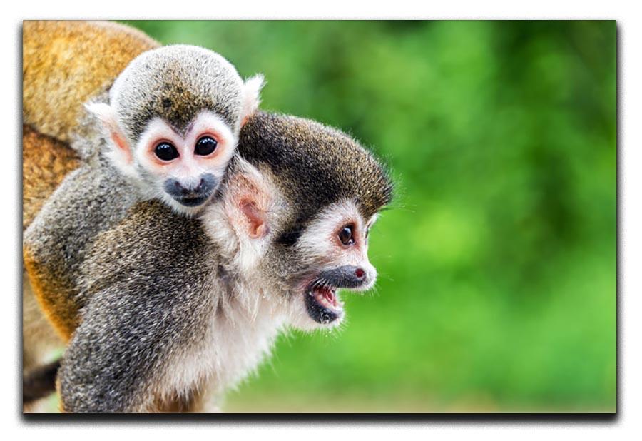 Two squirrel monkeys Canvas Print or Poster - Canvas Art Rocks - 1