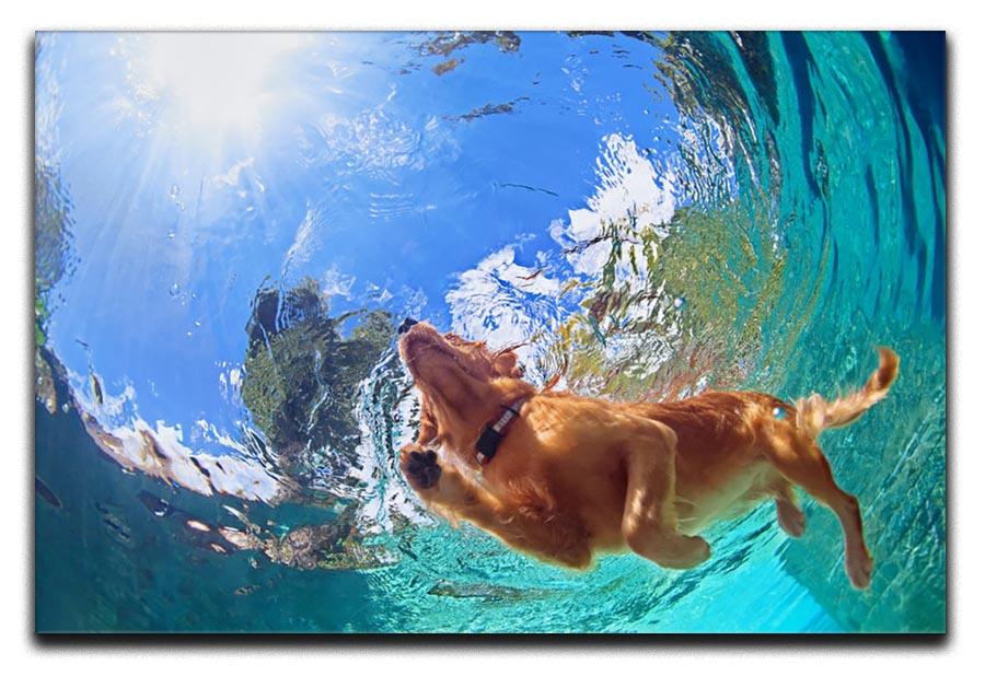 Underwater photo of golden labrador retriever puppy Canvas Print or Poster - Canvas Art Rocks - 1