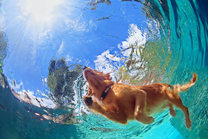 Underwater photo of golden labrador retriever puppy Wall Mural Wallpaper - Canvas Art Rocks - 1