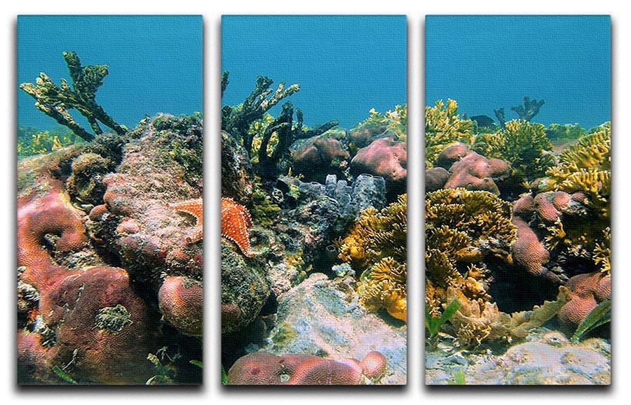 Underwater reef in the Caribbean sea with corals sponges and a starfish 3 Split Panel Canvas Print - Canvas Art Rocks - 1