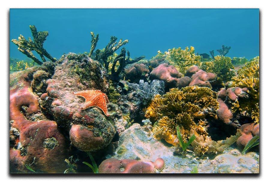 Underwater reef in the Caribbean sea with corals sponges and a starfish Canvas Print or Poster - Canvas Art Rocks - 1