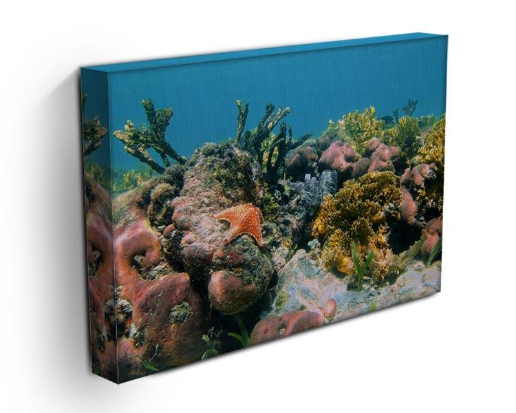 Underwater reef in the Caribbean sea with corals sponges and a starfish Canvas Print or Poster - Canvas Art Rocks - 3