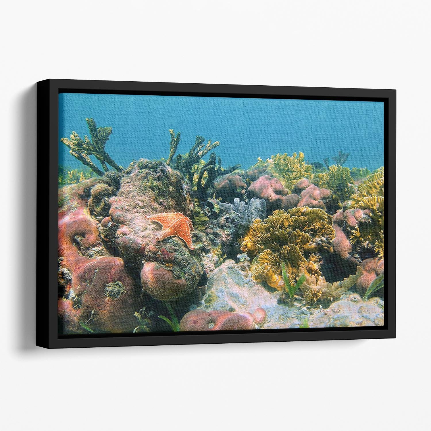 Underwater reef in the Caribbean sea with corals sponges and a starfish Floating Framed Canvas - Canvas Art Rocks - 1