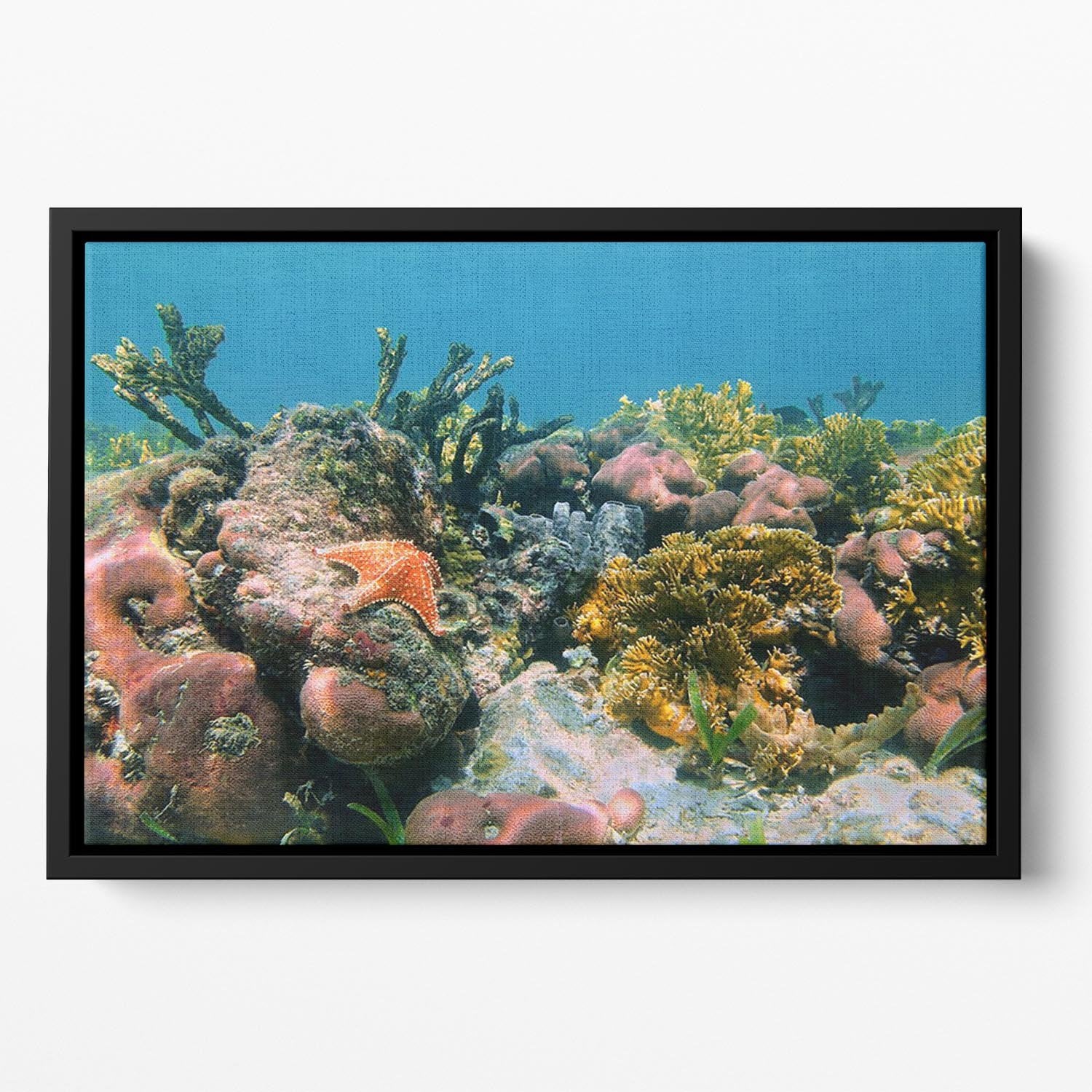 Underwater reef in the Caribbean sea with corals sponges and a starfish Floating Framed Canvas - Canvas Art Rocks - 2