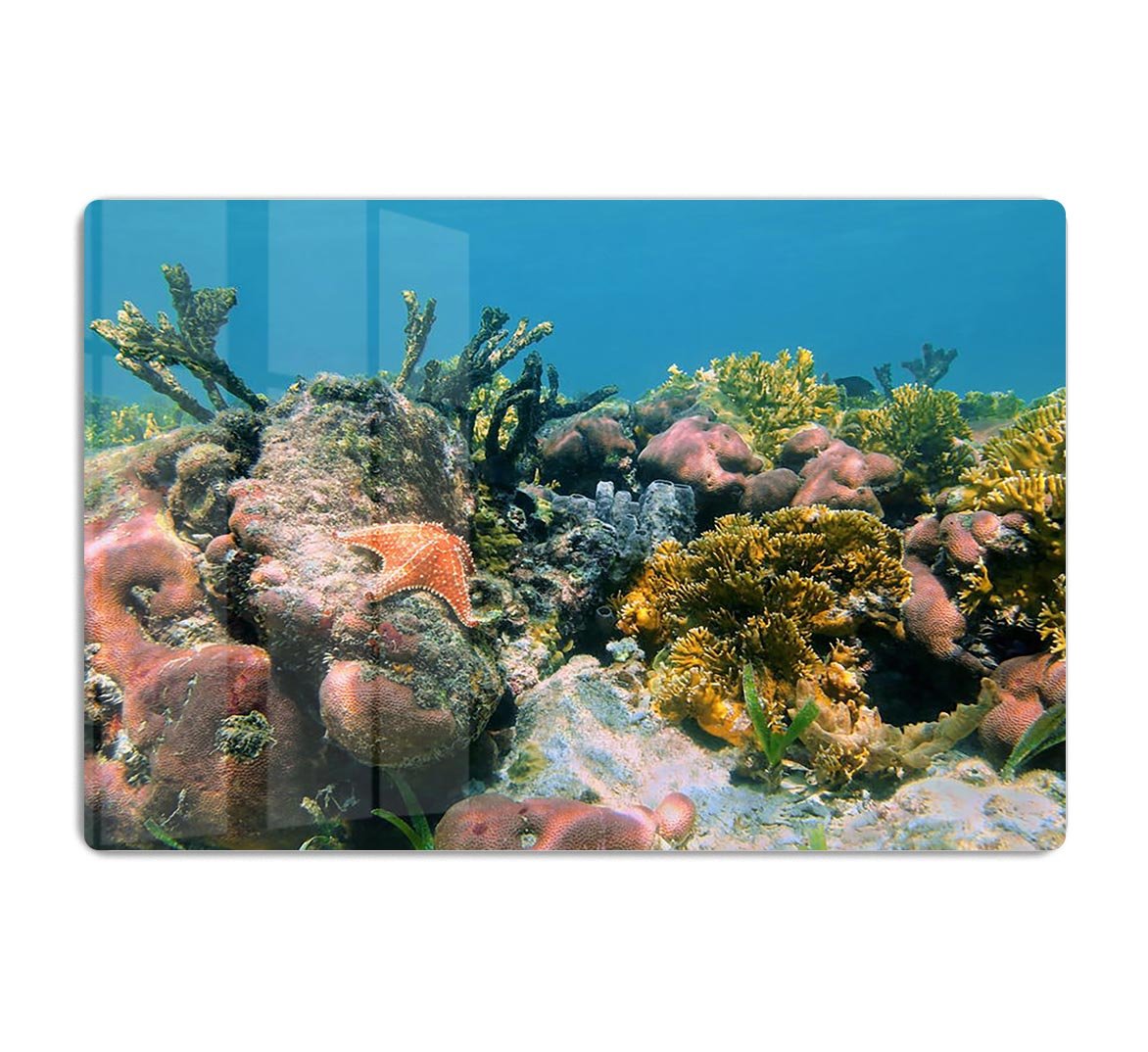 Underwater reef in the Caribbean sea with corals sponges and a starfish HD Metal Print - Canvas Art Rocks - 1