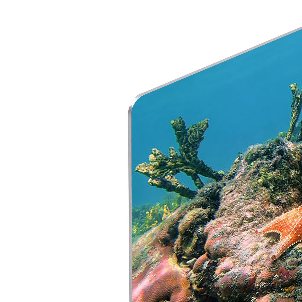 Underwater reef in the Caribbean sea with corals sponges and a starfish HD Metal Print - Canvas Art Rocks - 4