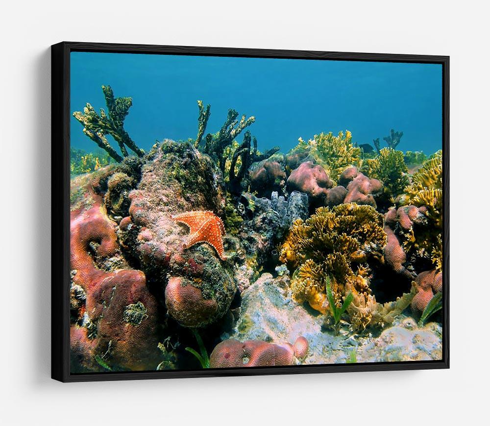 Underwater reef in the Caribbean sea with corals sponges and a starfish HD Metal Print - Canvas Art Rocks - 6