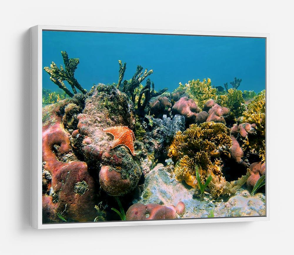Underwater reef in the Caribbean sea with corals sponges and a starfish HD Metal Print - Canvas Art Rocks - 7