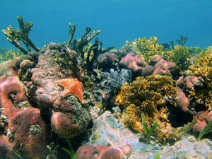 Underwater reef in the Caribbean sea with corals sponges and a starfish Wall Mural Wallpaper - Canvas Art Rocks - 1