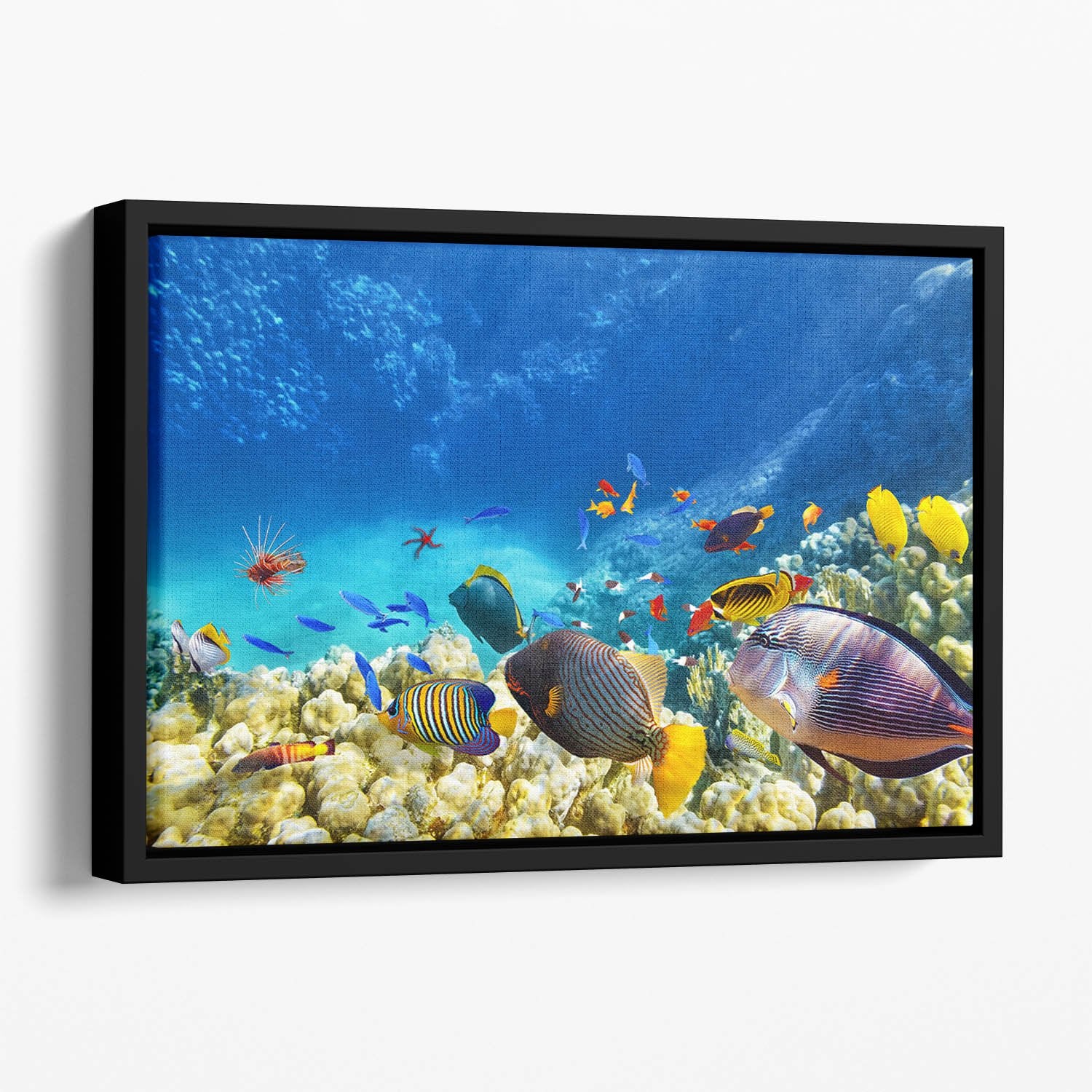 Underwater world Floating Framed Canvas