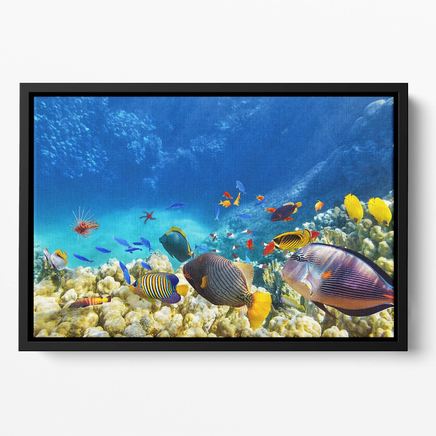 Underwater world Floating Framed Canvas