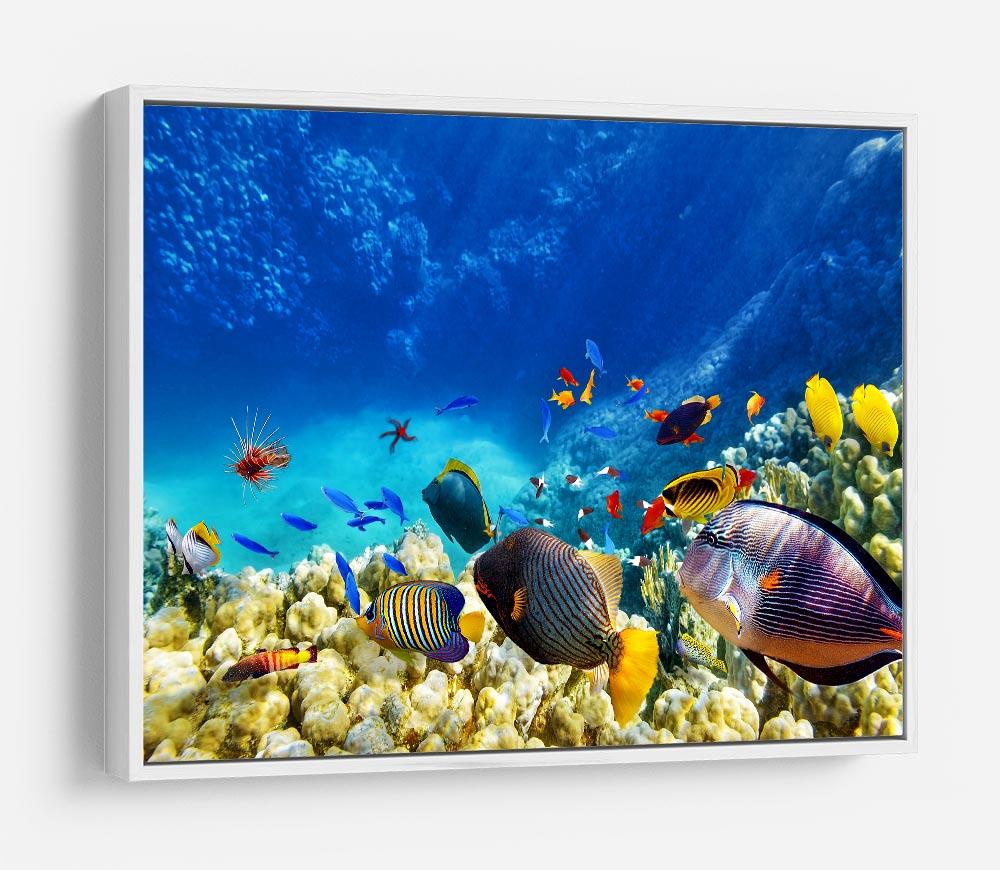 Underwater world HD Metal Print