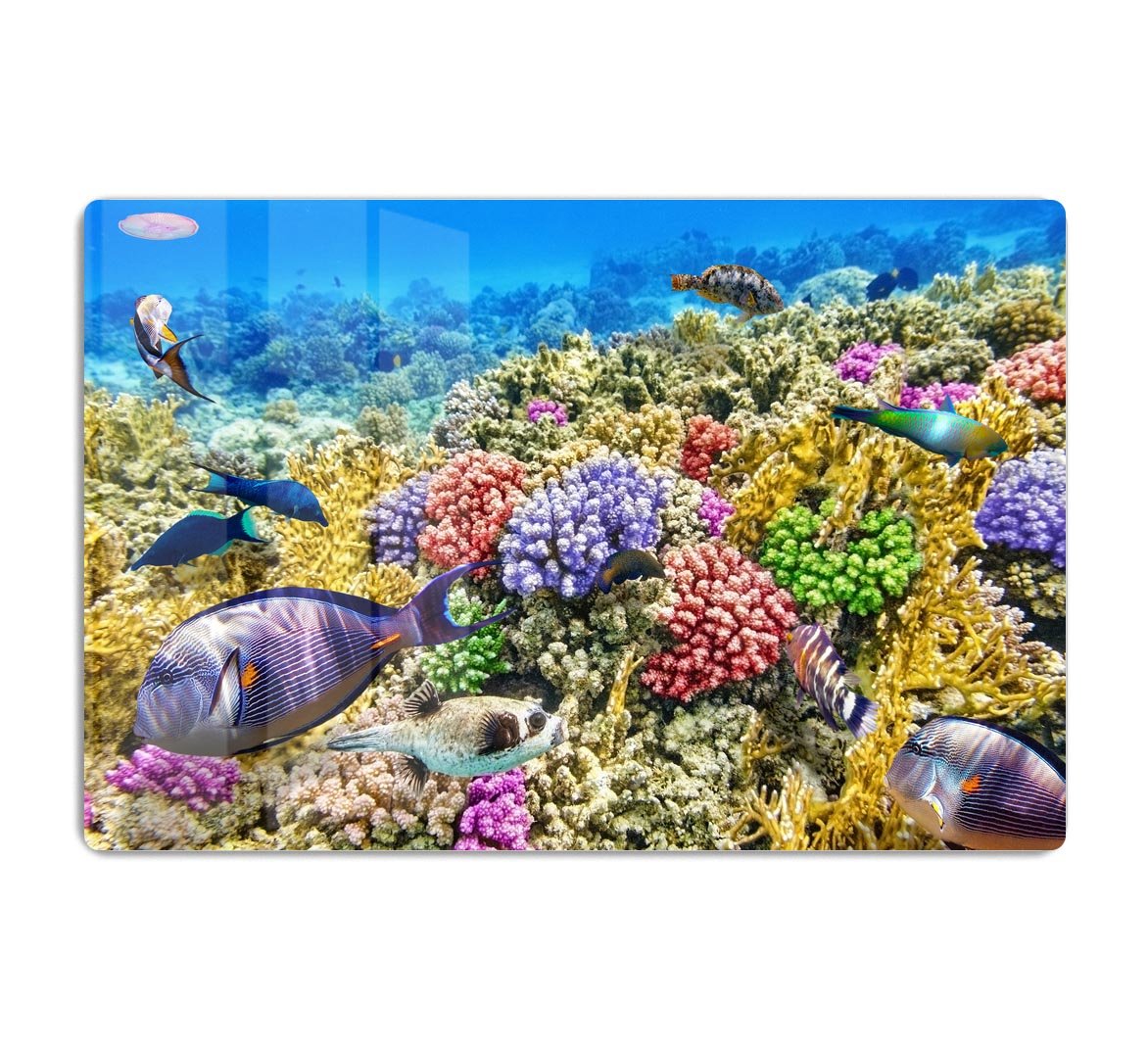 Underwater world with corals and tropical fish HD Metal Print