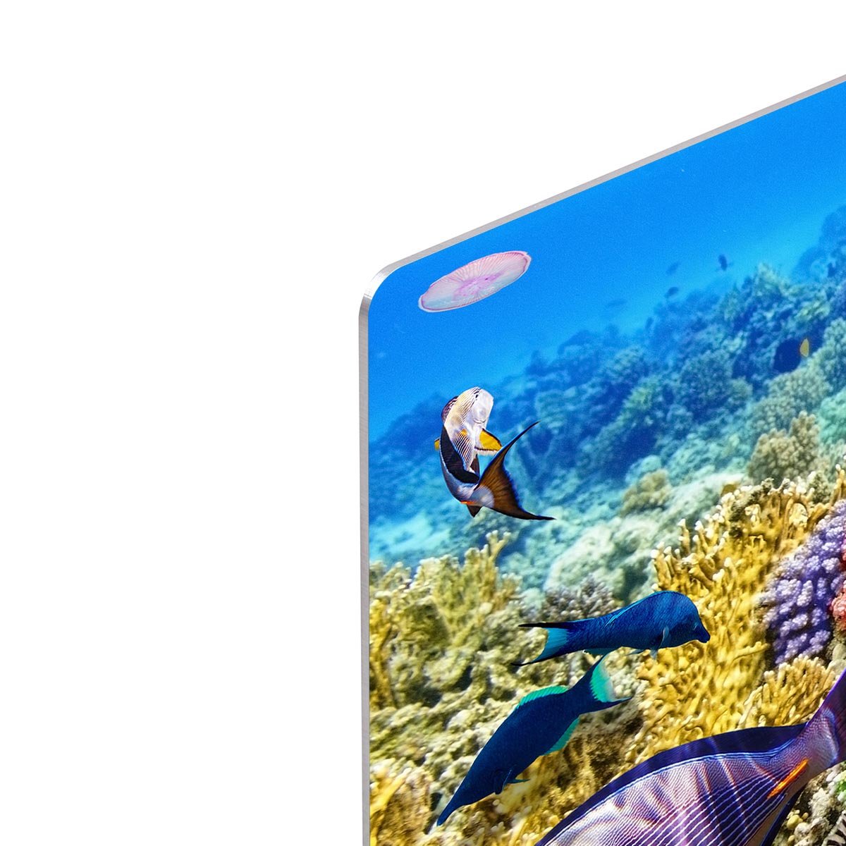 Underwater world with corals and tropical fish HD Metal Print