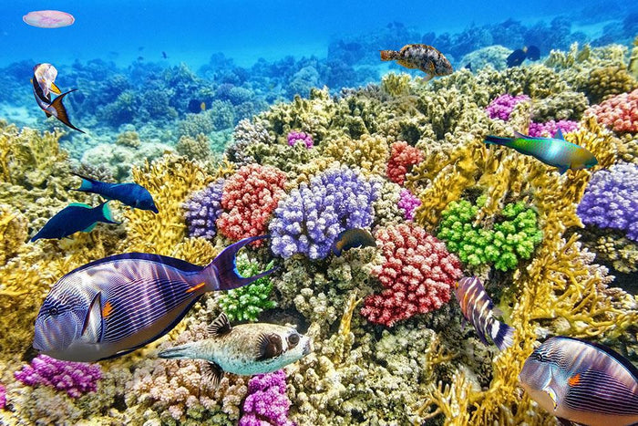Underwater world with corals and tropical fish Wall Mural Wallpaper