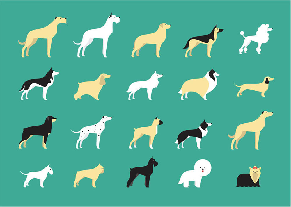 Various dog breeds modern illustration Wall Mural Wallpaper - Canvas Art Rocks - 1