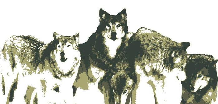 Vector Realistic Wolves Pack Drawing Wall Mural Wallpaper