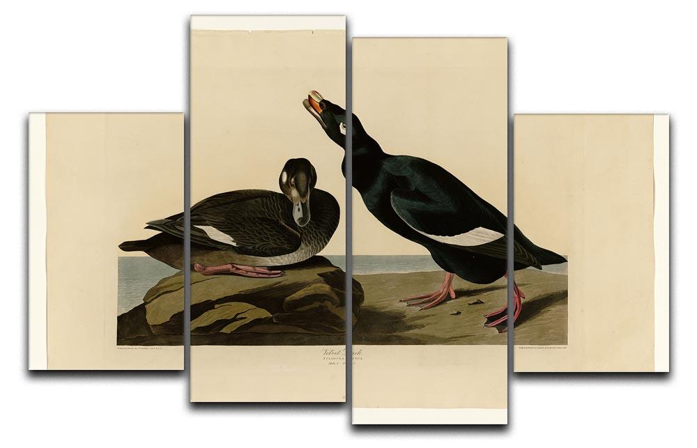 Velvet Duck by Audubon 4 Split Panel Canvas - Canvas Art Rocks - 1