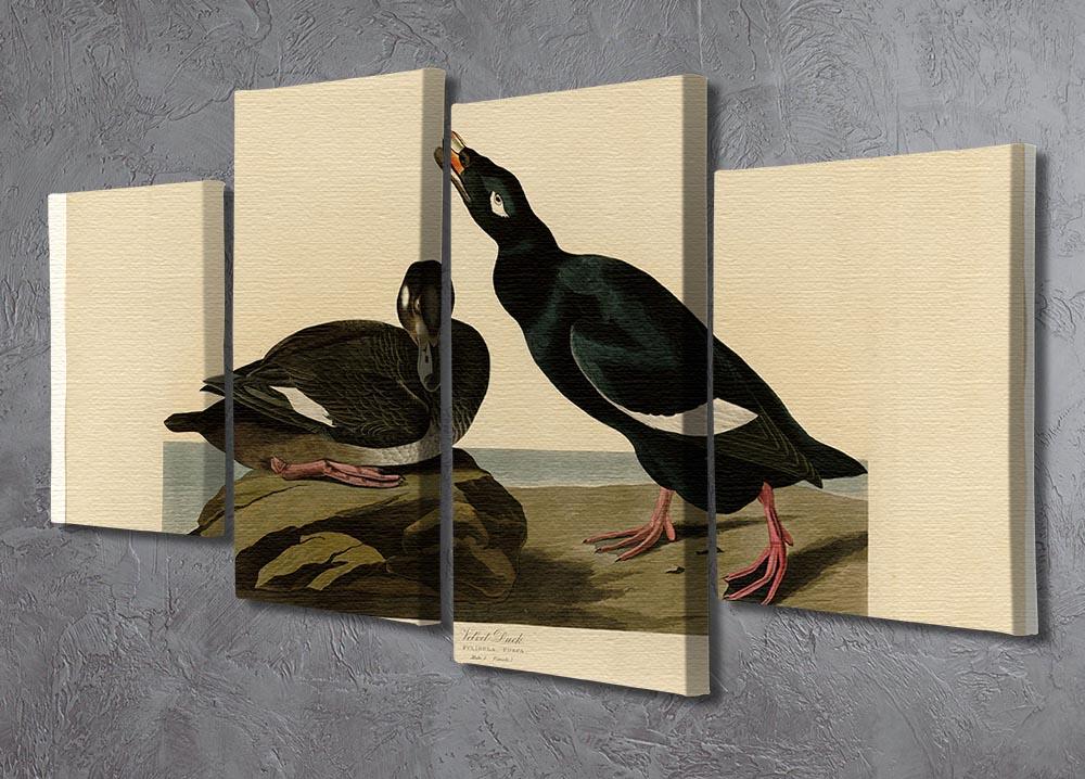 Velvet Duck by Audubon 4 Split Panel Canvas - Canvas Art Rocks - 2