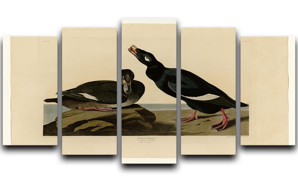 Velvet Duck by Audubon 5 Split Panel Canvas - Canvas Art Rocks - 1