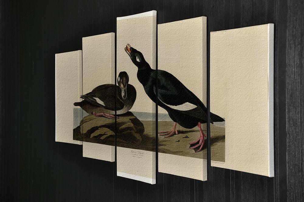 Velvet Duck by Audubon 5 Split Panel Canvas - Canvas Art Rocks - 2