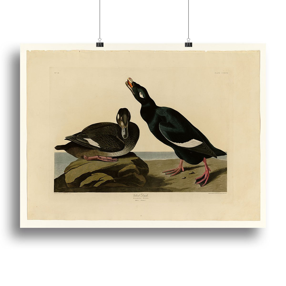 Velvet Duck by Audubon Canvas Print or Poster
