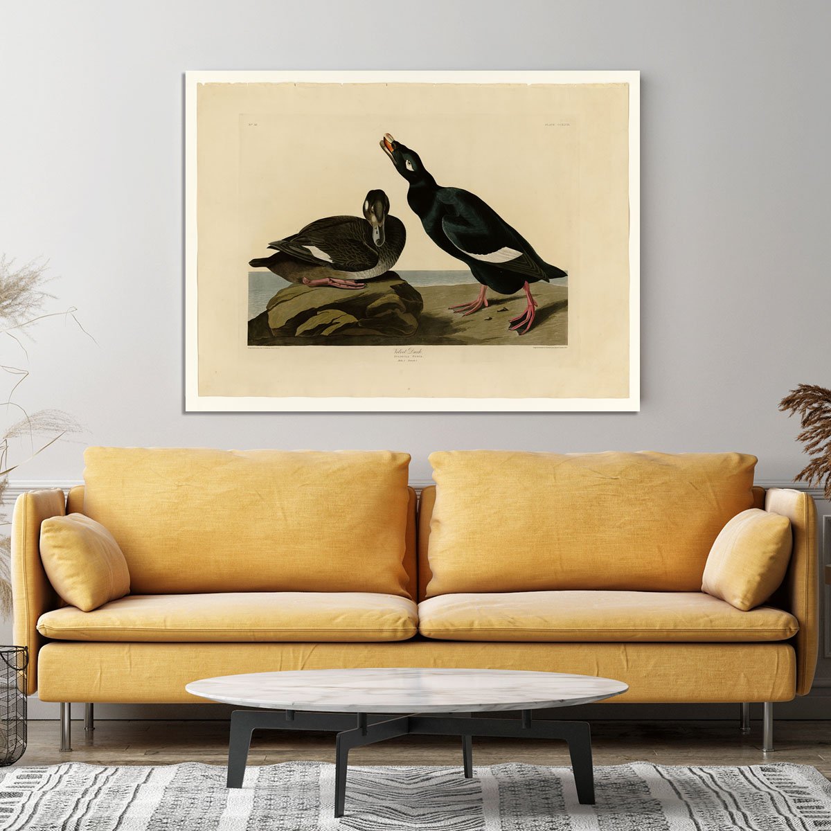 Velvet Duck by Audubon Canvas Print or Poster