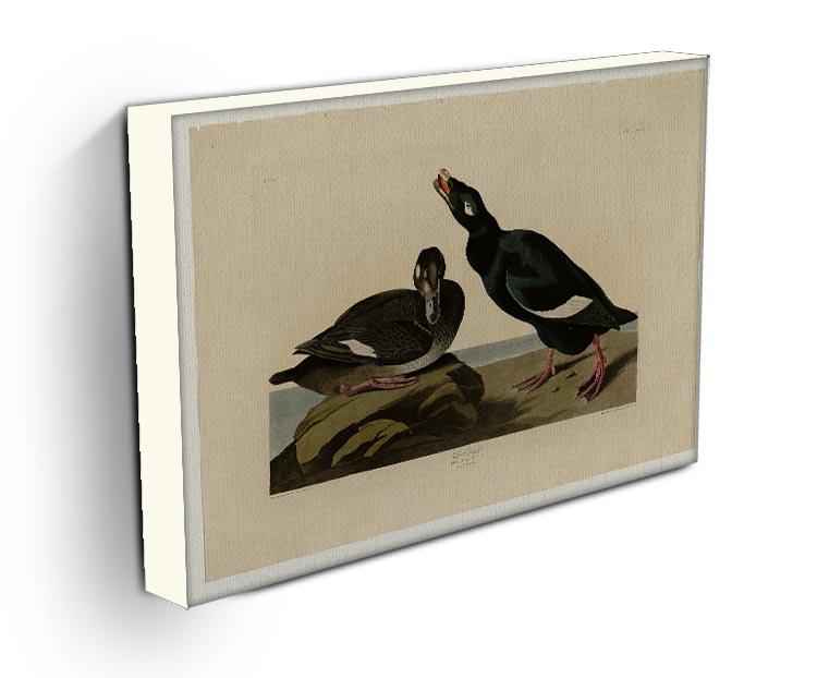 Velvet Duck by Audubon Canvas Print or Poster - Canvas Art Rocks - 3
