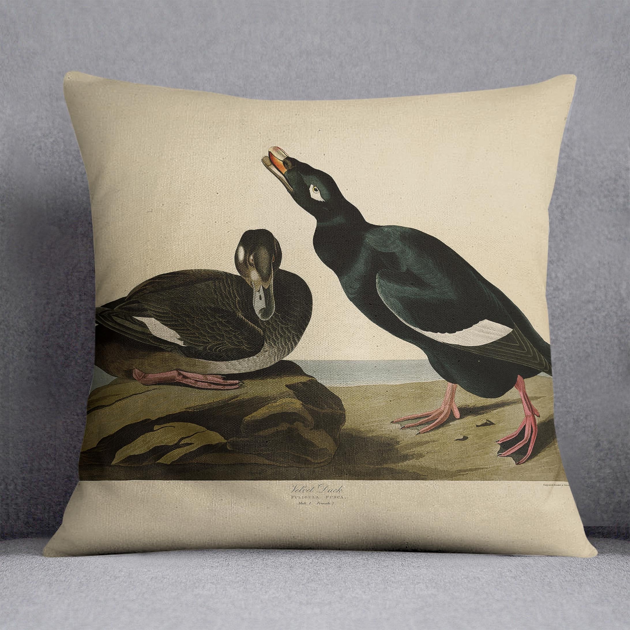 Velvet Duck by Audubon Cushion