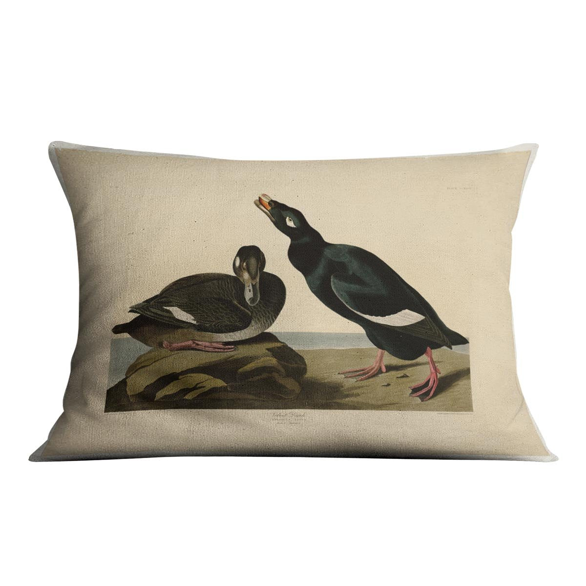 Velvet Duck by Audubon Cushion